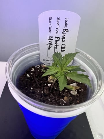 Inside Mother Plants — vegetative, day 26