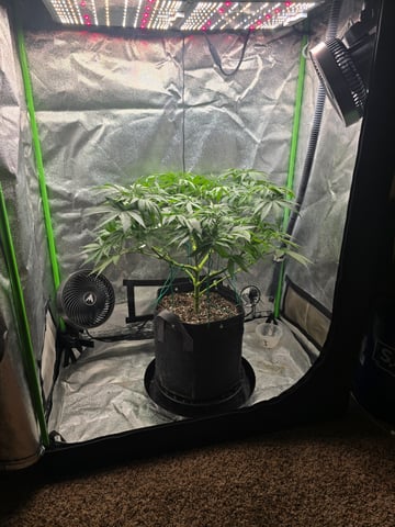 First grow — flower, day 52