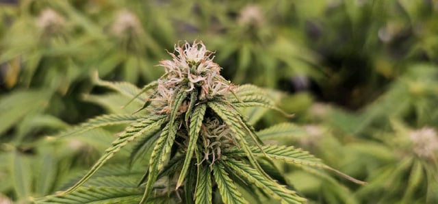 Blueberry  — flower, day 57