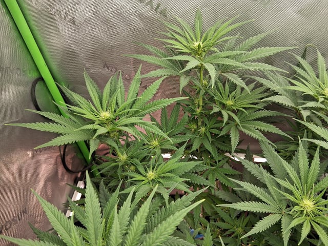 fruity pebbles, cap junky — flower, day 72