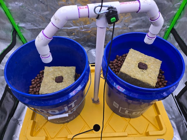 Fastbuds Autoflower Run — seedling_rooting, day 7