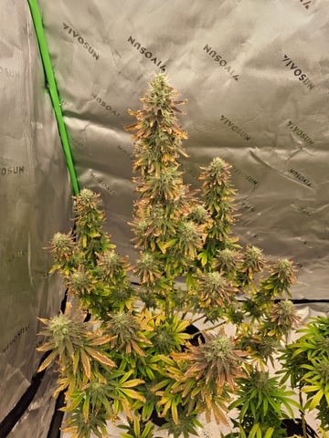 Do Si Dos -Cookies — flower, day 113