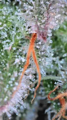 Starfighter/Ohio Guptilla Hybrid — flower, day 29