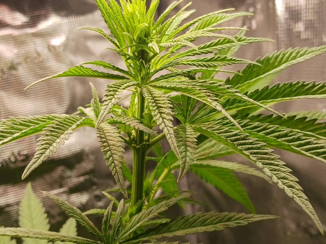 4th grow  — flower, day 166