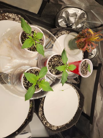 Mephisto's Flava Flav (Grape Crush x Guava Fig) — seedling_rooting, day 15