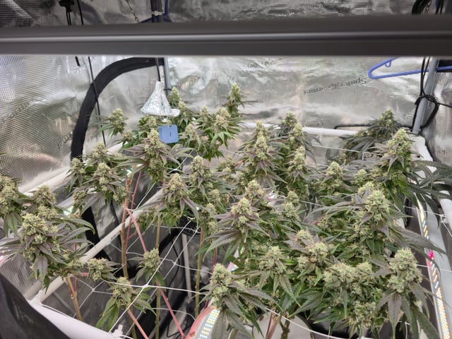 Grow 3 — flower, day 57