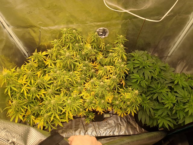 first grow — flower, day 51