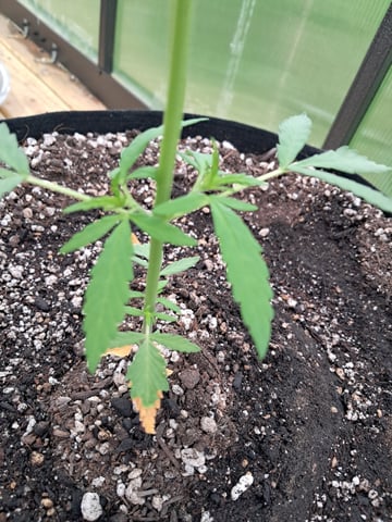 re-start new germination — vegetative, day 42