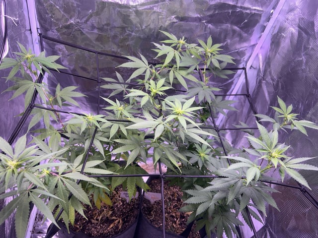 2nd grow — flower, day 97