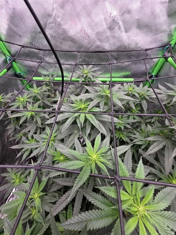 Photo's — flower, day 7