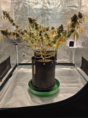 2nd Grow 3x5 tent — flower, day 135
