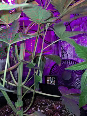 II — flower, day 33