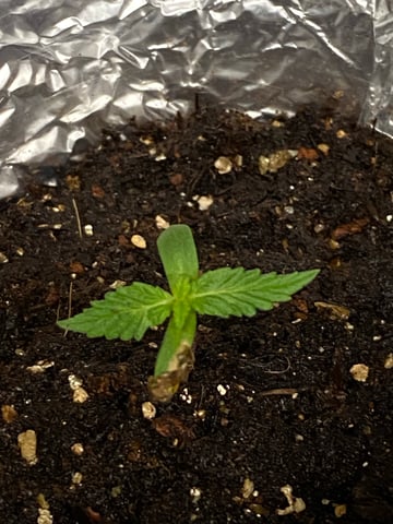 My First Grow — seedling_rooting, day 13