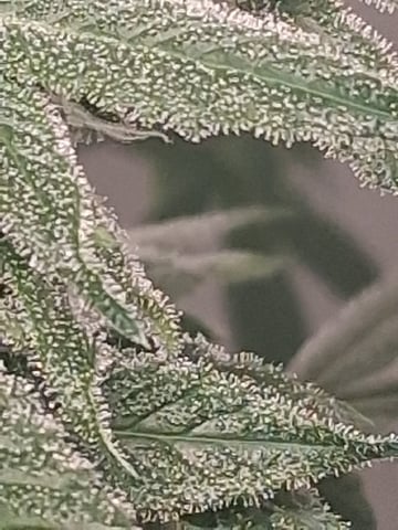 S&D  First Grow — flower, day 73