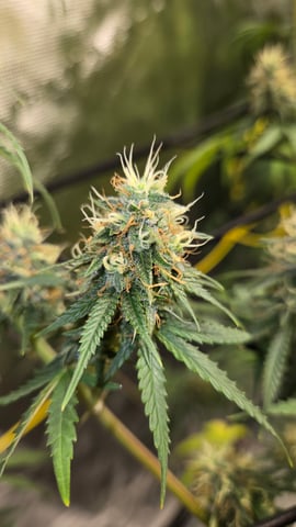 Big Momma Blue Dream  — flower, day 39