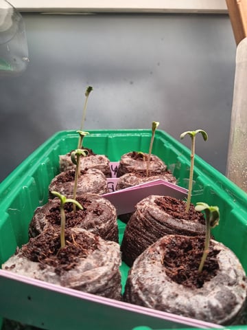 Gelato Rainbow Sherbert-Atlas Seeds — seedling_rooting, day 7