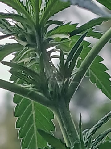 Gas#1? — vegetative, day 34