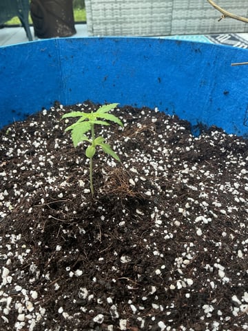 Blue Dream Auto — seedling_rooting, day 18