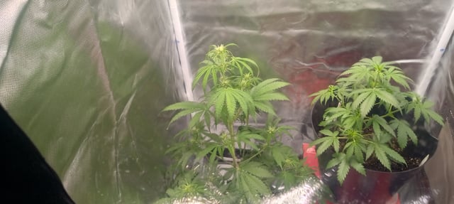 frst grow tent grow — vegetative, day 46