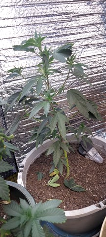 Reboot trial — vegetative, day 77