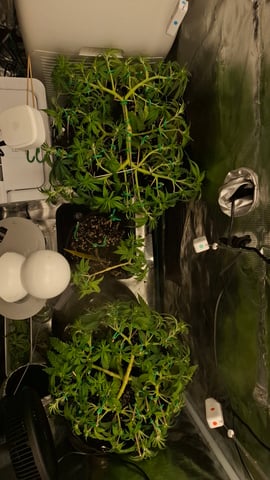 Bubblegum — vegetative, day 61