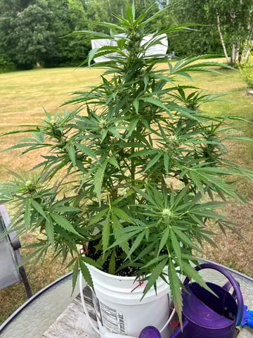First ever grow — flower, day 71