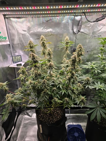 Northern lights #10 (Alaska) — flower, day 77