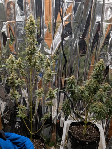 Zkittlez (Auto) — flower, day 102