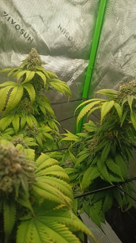 Critical Purple Kush — flower, day 130