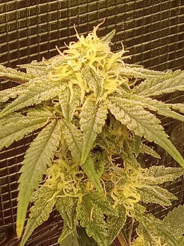 Blueberry critical kush x purple peyote wifi  and one L.a kush cake . — vegetative, day 27