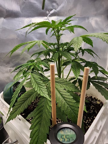 Original Northern Lights