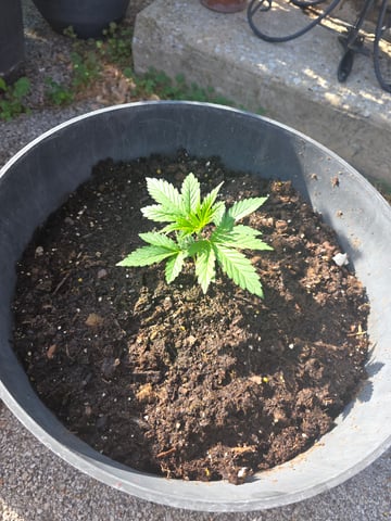 lemon drizz — vegetative, day 2