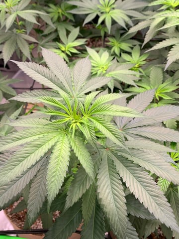 Papaya Frosting  — flower, day 68