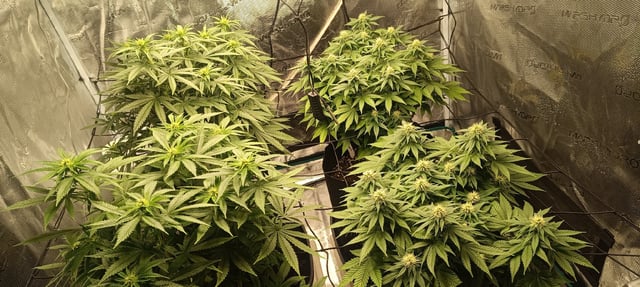 First Time Growing  — flower, day 63