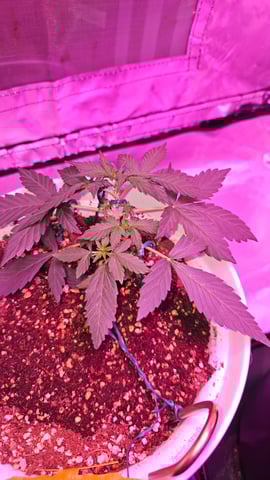 first grow adventure  — vegetative, day 25