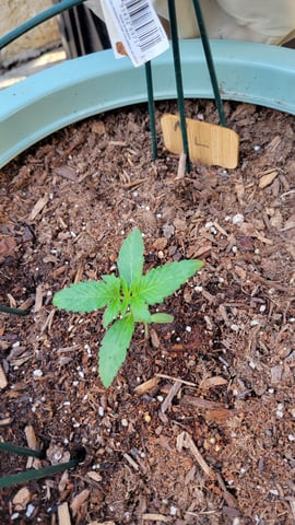 first grow — vegetative, day 31