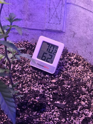 Looking for advice! — vegetative, day 4