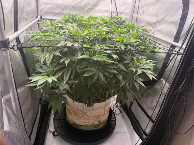 tropickle — flower, day 45