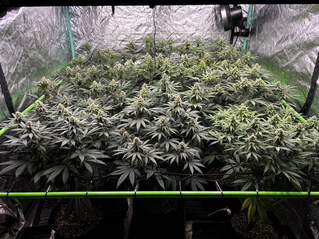 Pink Passion Fruit — flower, day 82