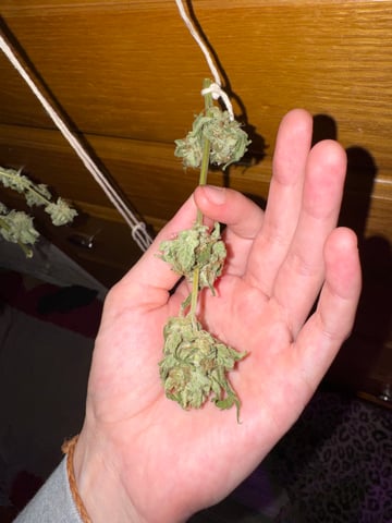 Quick One — harvest, day 35