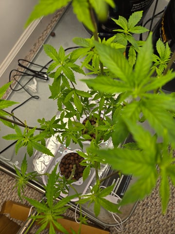 1st Grow — flower, day 57