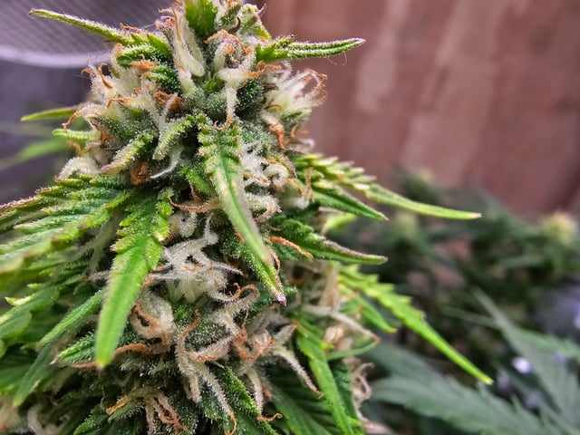 round 2 — flower, day 61