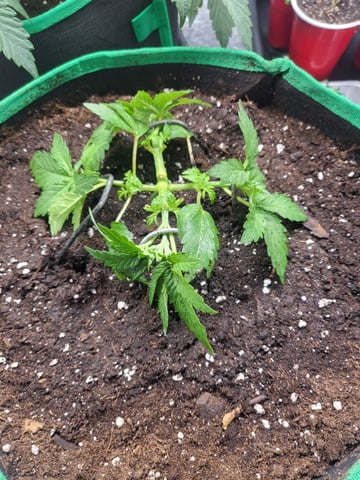 chemdog  — vegetative, day 1