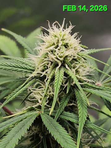 Dos Si Dos. Indica — flower, day 51