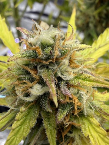 Indoor — auto, day 68