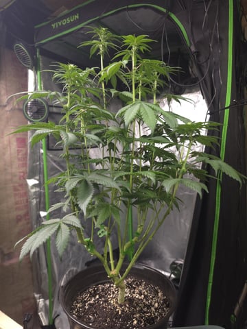 2nd Grow Sesh — flower, day 69