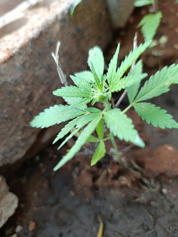 White Widow/Gorilla Glue — vegetative, day 25