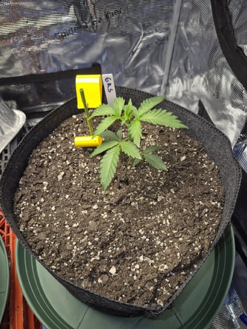 Grow 1 2026 Gelato Rainbow Sherbert  — vegetative, day 10
