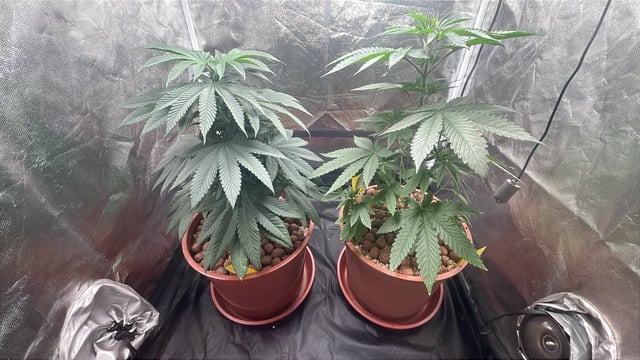 Tangie — vegetative, day 20