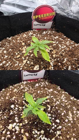 Sapphyre & Rockslide — germination, day 16